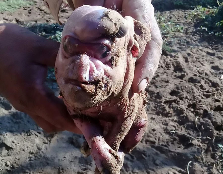mutant pig