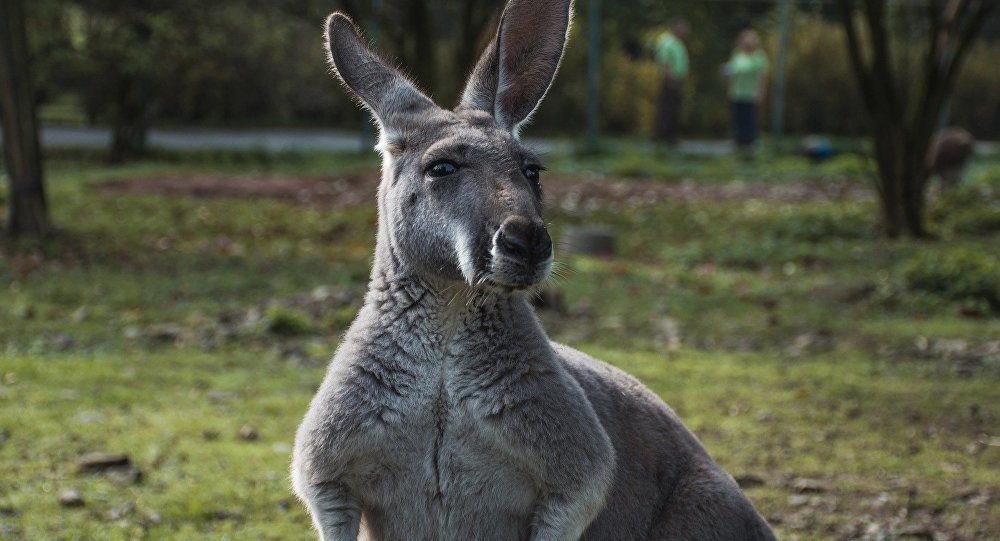 kangaroo