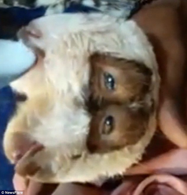 A bizarre two-faced mutant goat with two mouths and four eyes has been born in Pakistan, a strange video reveals (pictured)