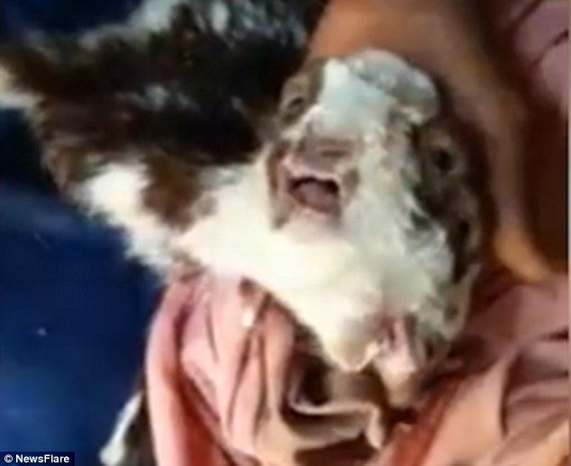The baffling creature is shown suckling on a milk bottle in the shot clip which has has been circulated online