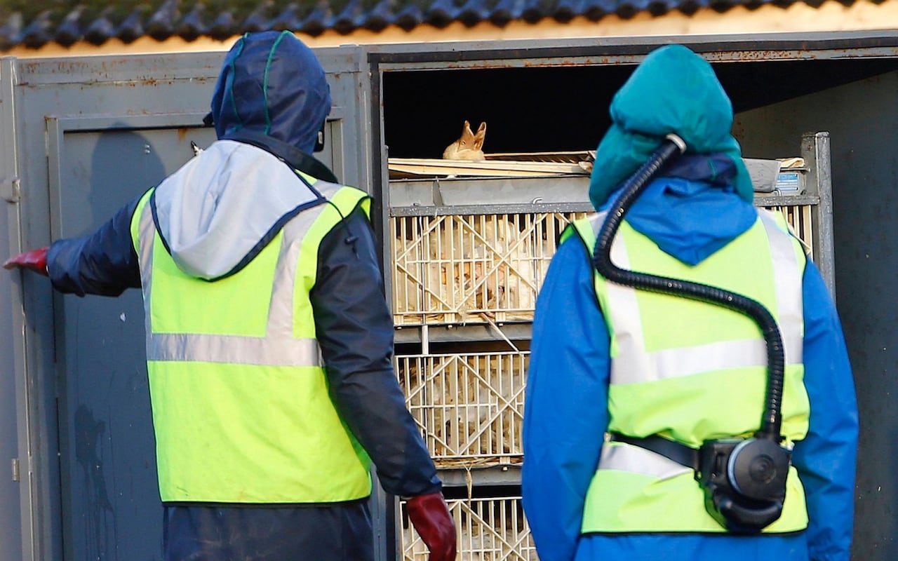 Click to enlarge Bird Flu England
