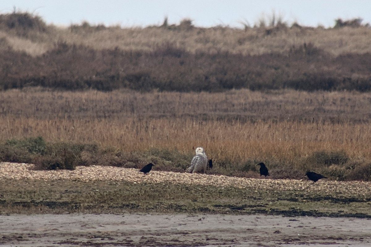 Click to enlarge Norfolk Snowy Owl