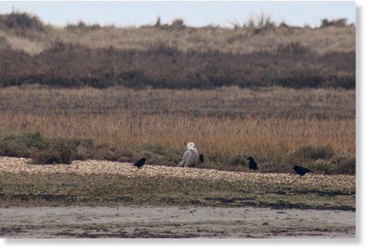 Norfolk Snowy Owl