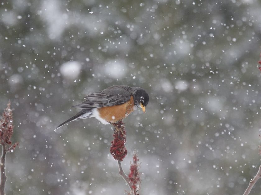 Click to enlarge American Robin