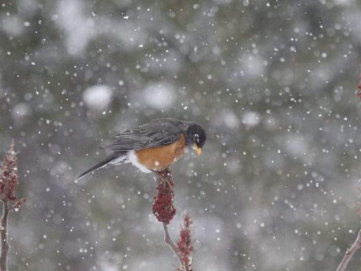 American Robin