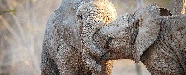 Two elephants