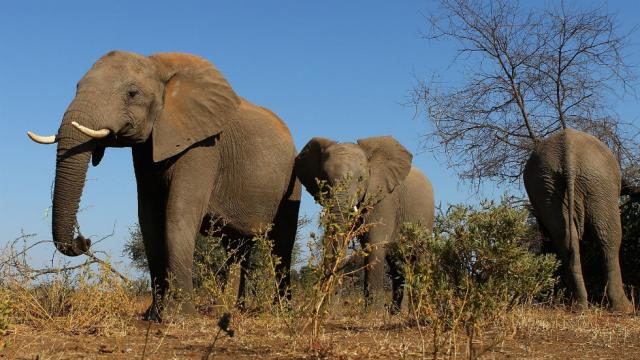 elephants