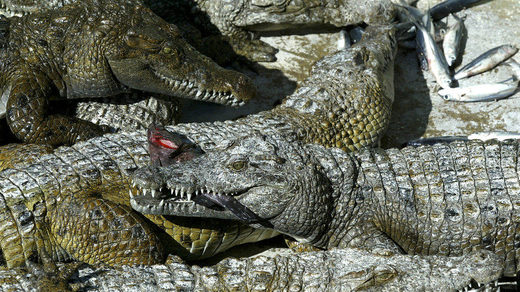 crocodiles philipines