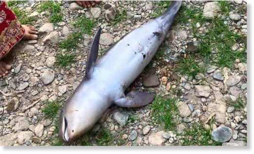 The dead dolphin was found near a dam.