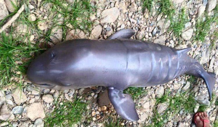 Click to enlarge dolphin dead