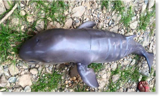 dolphin dead