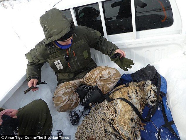 The tiger (pictured in captivity after it was caught) terrorised a Siberian village roaming the streets and killing fierce guard dogs before dragging them away to feed her hungry cubs