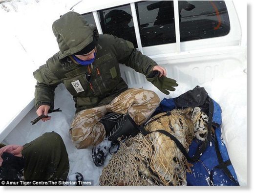 Click to enlarge The tiger (pictured in captivity after it was caught) terrorised a Siberian village roaming the streets and killing fierce guard dogs before dragging them away to feed her hungry cubs