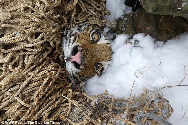 They were puzzled by the big cat's behaviour in entering a village to kill chained up dogs instead of hunting prey in the wild, as they are usually wary of humans