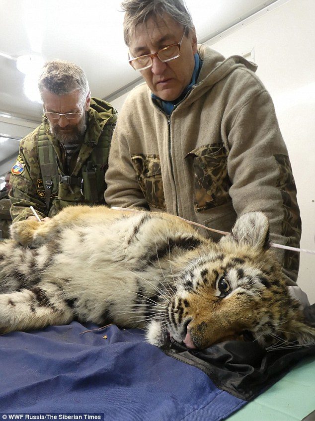The plan is to release the animals into a more remote area of the Primorye region in the Russian far east, well away from villages and dogs