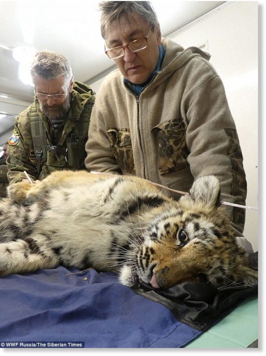 The plan is to release the animals into a more remote area of the Primorye region in the Russian far east, well away from villages and dogs