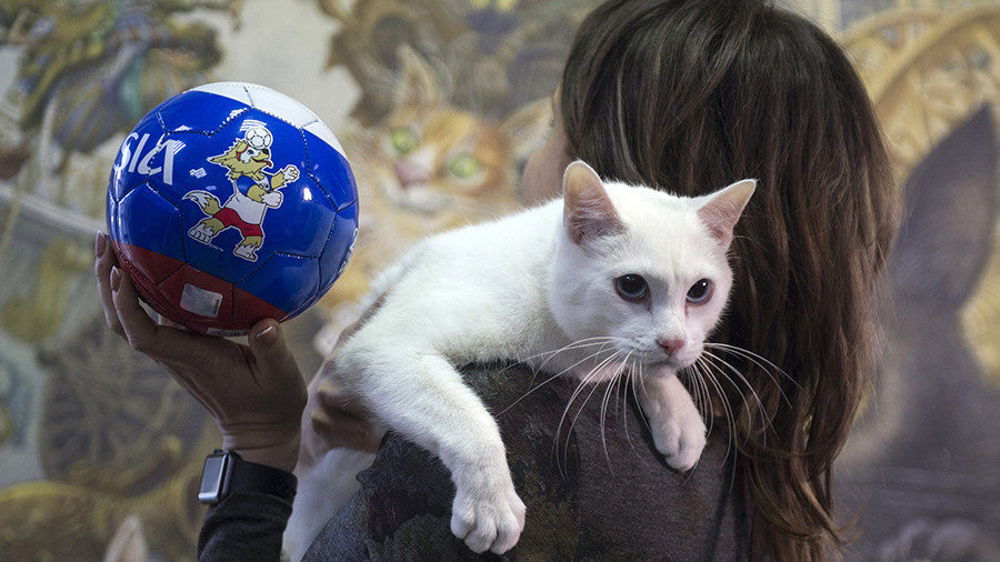 Click to enlarge Kitty-Cat