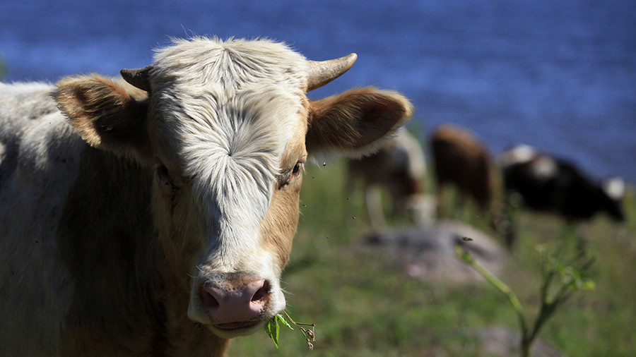 Click to enlarge cow nice