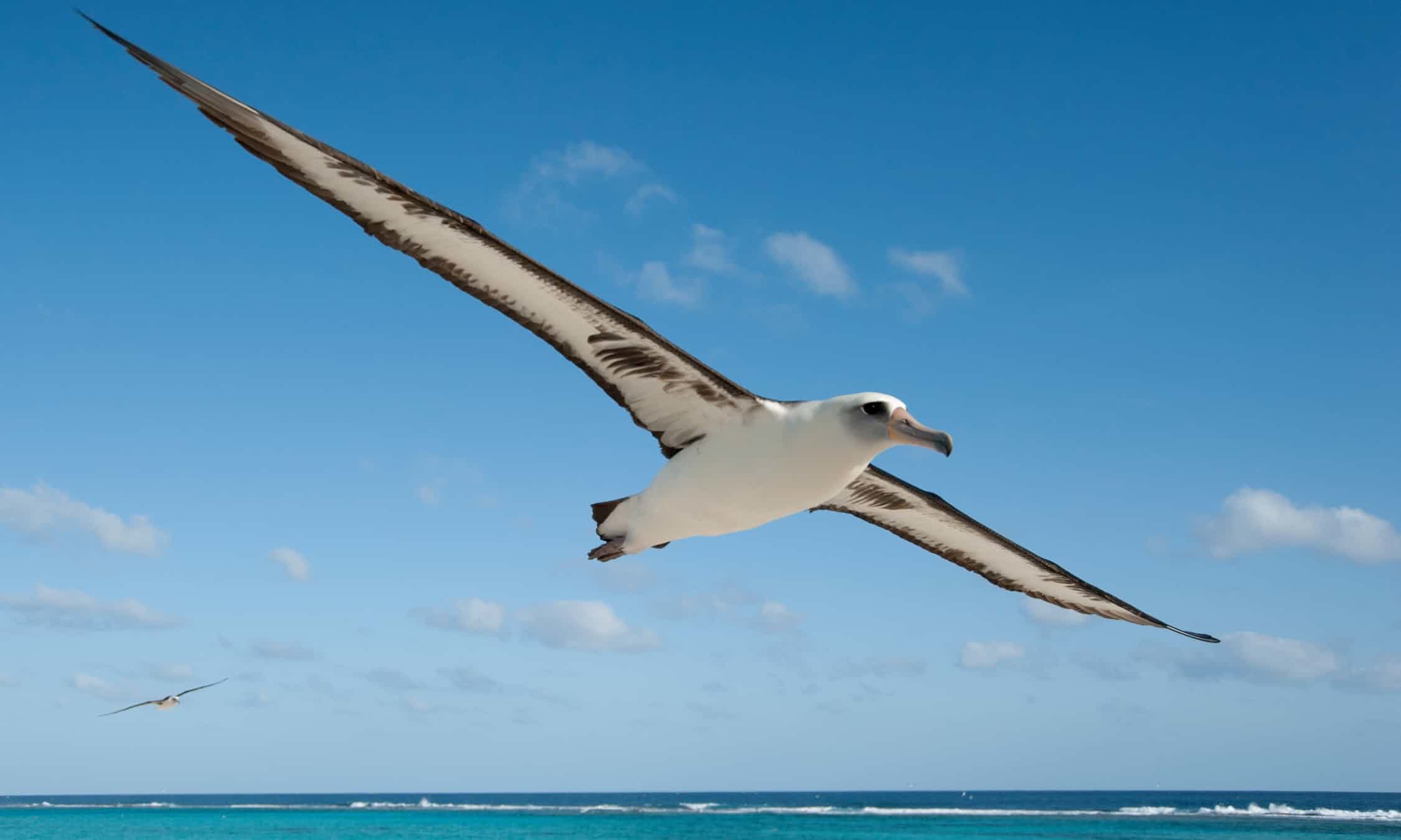 Click to enlarge Albatross ... ‘They are loving, sensitive and graceful,’ says Jordan.