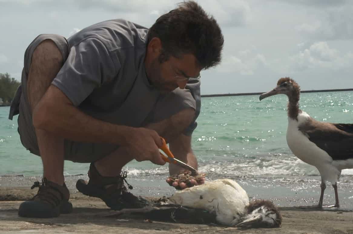 Click to enlarge Jordan inspects the plastic ingested by a chick in Albatross.