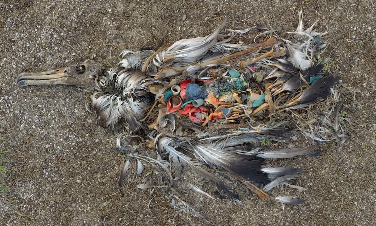 Click to enlarge ‘It’s unbelievable what these birds can fit in their gullets’
