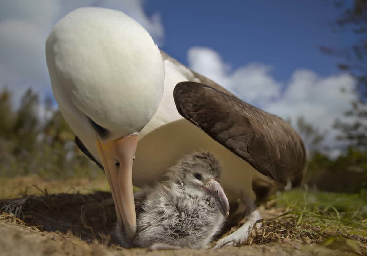 Click to enlarge ‘Albatrosses go to great lengths to feed their young’ ... a scene from Albatross.