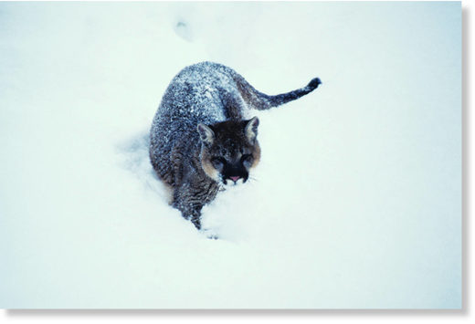 Cougar