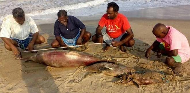 Tragic end: Local residents take a look at the carcass of a dolphin on the Kalpakkam beach