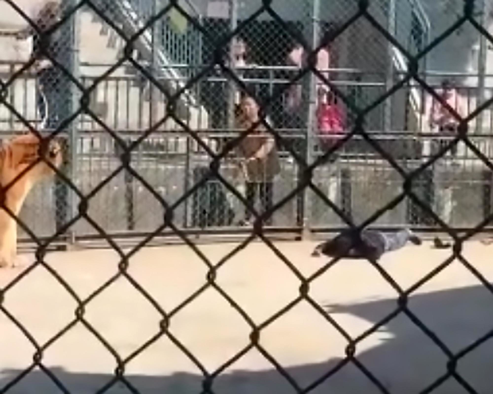 tiger attack zookeeper
