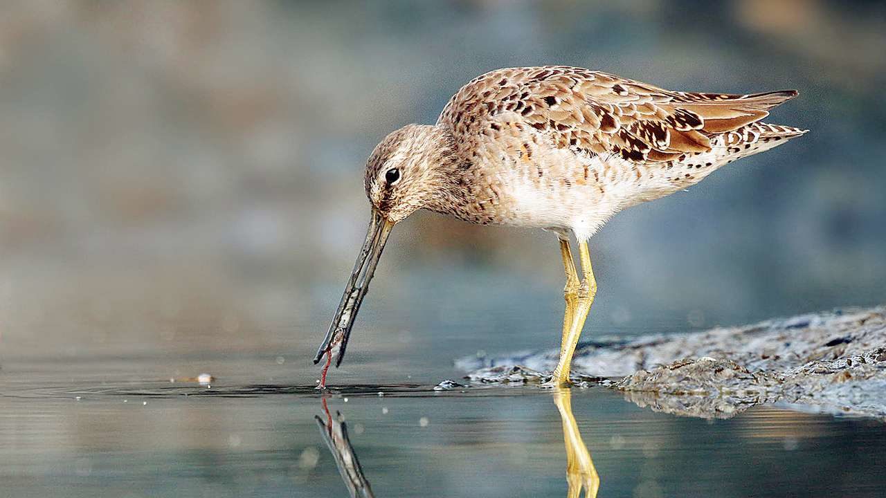 Long-Billed Dowitcher