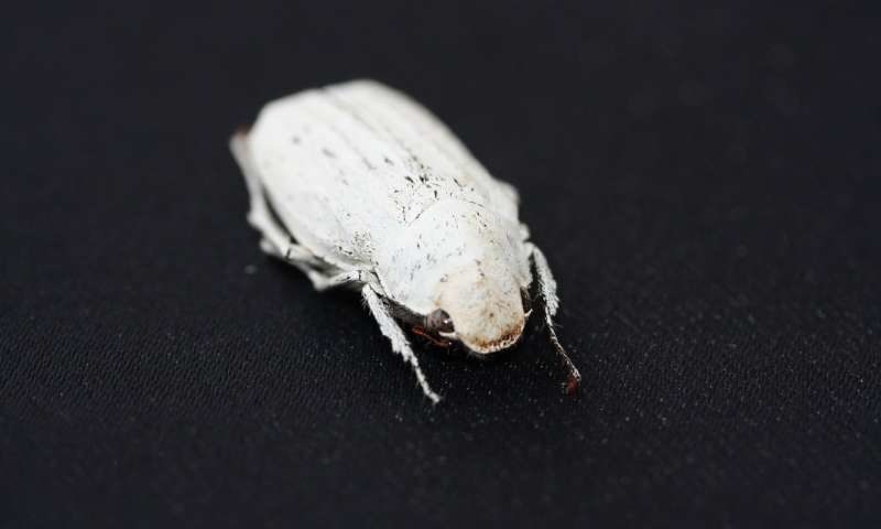 Click to enlarge white beetle