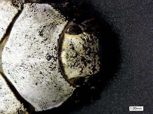 Click to enlarge white beetle scales
