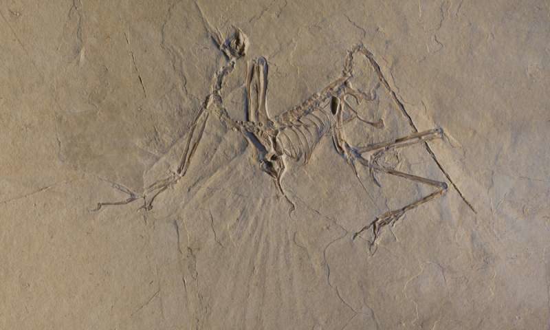 Click to enlarge Archaeopteryx fossil
