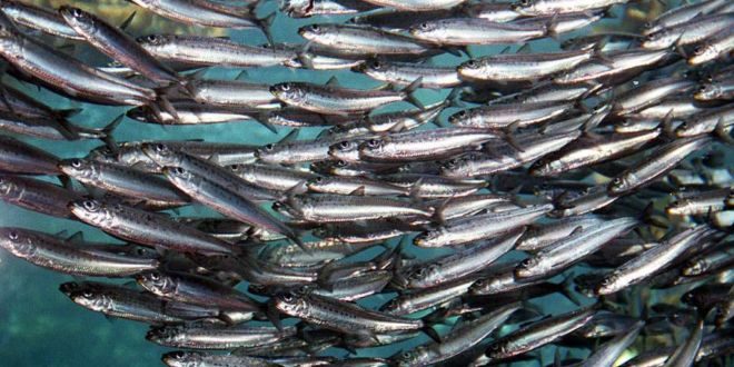 Click to enlarge sardines