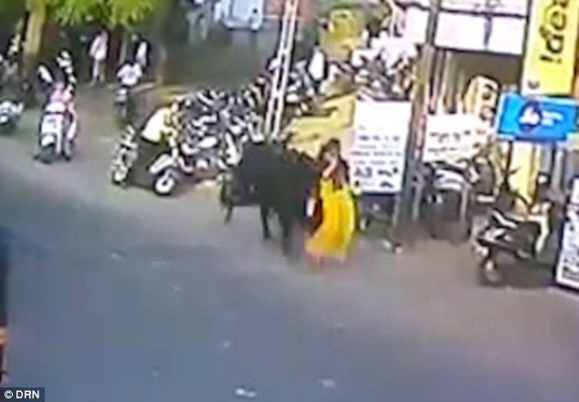 Click to enlarge An oblivious woman was walking in the city of Bharuch, in India, today when a stray beast scooped her up by the legs with its horns