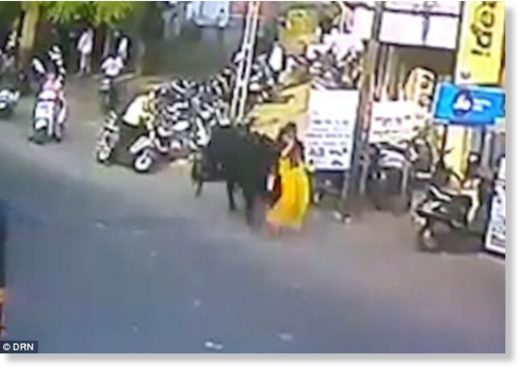 Click to enlarge An oblivious woman was walking in the city of Bharuch, in India, today when a stray beast scooped her up by the legs with its horns