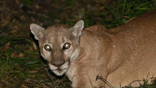 Mountain lion