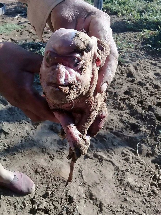 The pig was born with human-like features