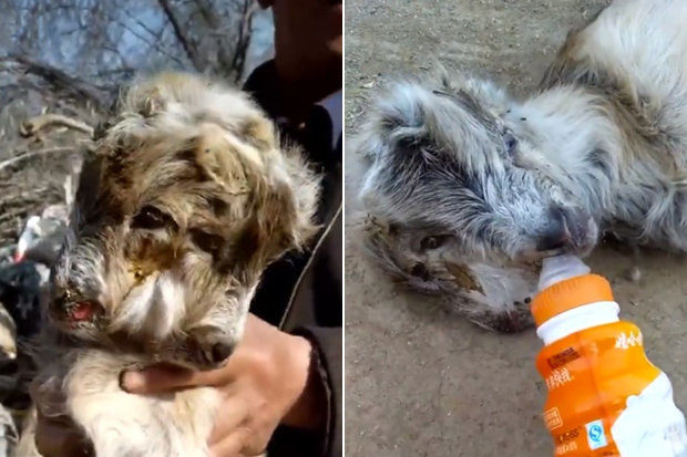 BIZARRE:It had had two conjoined heads, four eyes, two ears and two mouths