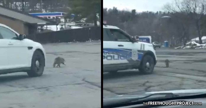 police try run over raccoon