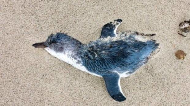 Click to enlarge Birds NZ have found 64 little blue penguins dead on the east coast of the upper North Island, from Mangawhai to Kauri Mountain, in January.