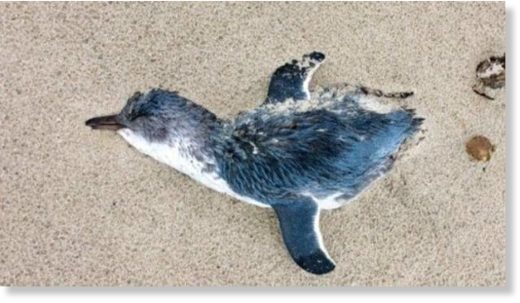 Birds NZ have found 64 little blue penguins dead on the east coast of the upper North Island, from Mangawhai to Kauri Mountain, in January.