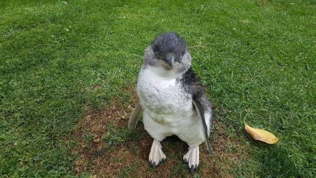 Click to enlarge Robert Webb, of the Whangarei Bird Recovery Centre, said he regularly looks after little blue penguins while they recover
