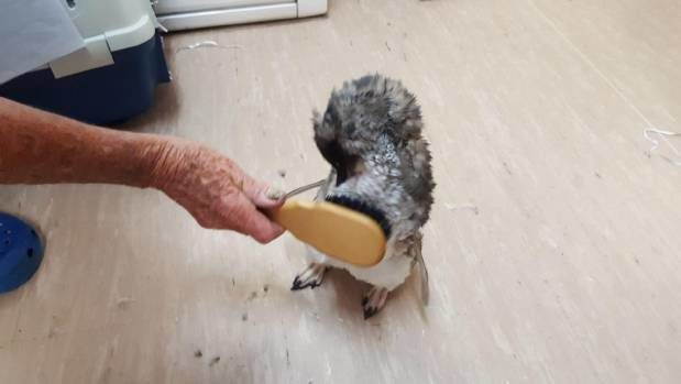 Typically they stay at the centre for only a couple of days. During which time they get a medical once over, and a brush to remove sand and plenty of down time.