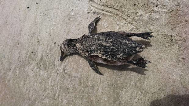 Click to enlarge Birds NZ come across hundreds of dead birds, not just penguins, in their regular surveys of New Zealand beaches.