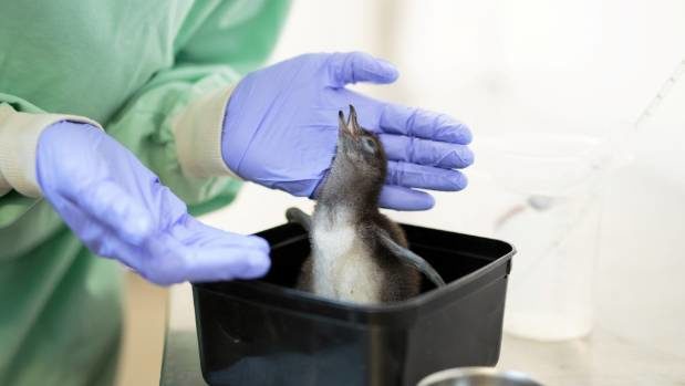 Click to enlarge As a last case resort, the sick penguins are brought to the Auckland Zoo for specialist vet care and rehabilitation.