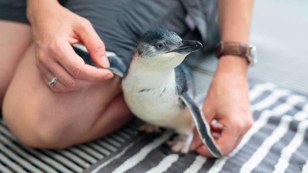 The zoo's blue penguins are re-released into the wild if they are strong enough