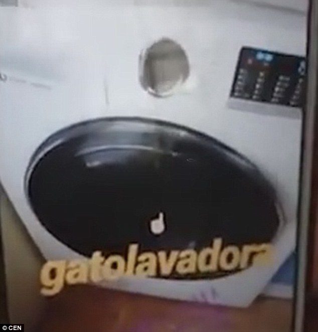 Click to enlarge cat washing machine