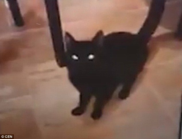 Click to enlarge Black Cat