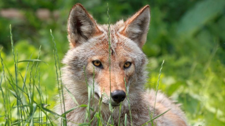 Click to enlarge Coyote
